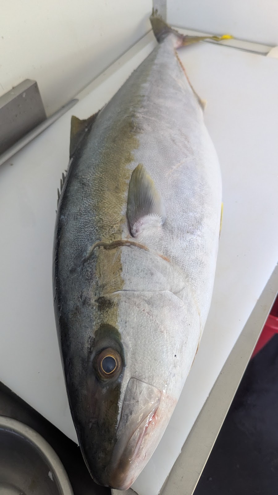 MK FRESH SEAFOODS | 32 Clark St, Colac East VIC 3250, Australia | Phone: 0456 562 061