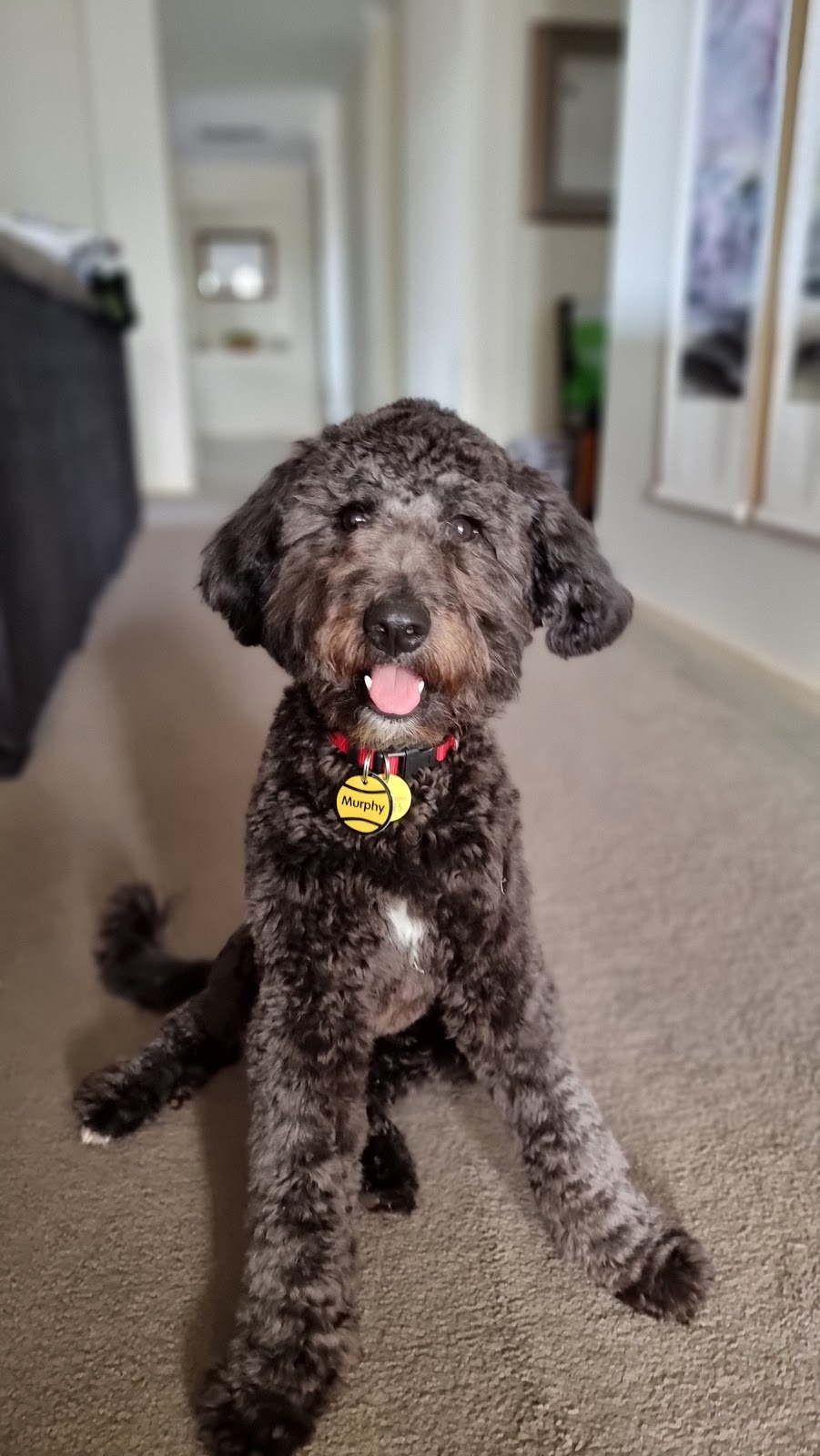 Gramayre Groodles and Poodles | 180 Fords Outlet Rd, Deans Marsh VIC 3235, Australia | Phone: 0448 528 000