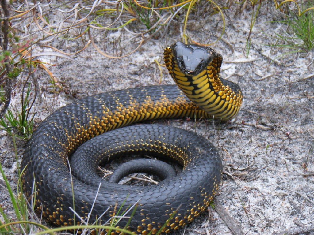 Snake safety | 69 Braeside Dr, Launching Place VIC 3796, Australia | Phone: 0432 143 228
