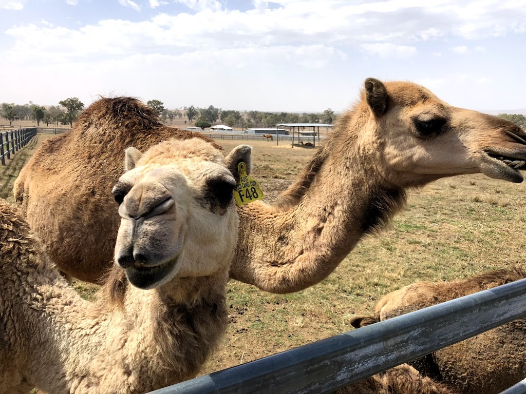 Summer Land Camels | cafe | 8 Charles Chauvel Dr, Harrisville QLD 4307, Australia | 0754671706 OR +61 7 5467 1706