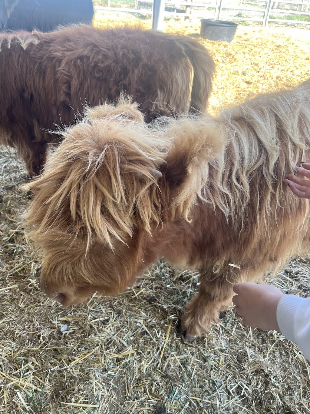 Ballybrook Farm | 602 Couangalt Rd, Gisborne VIC 3437, Australia | Phone: 0409 196 110