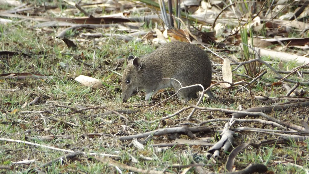 Basalt to Bay Landcare Network | Historic Railway Station, Bourke Ave, Koroit VIC 3282, Australia | Phone: 0408 712 713