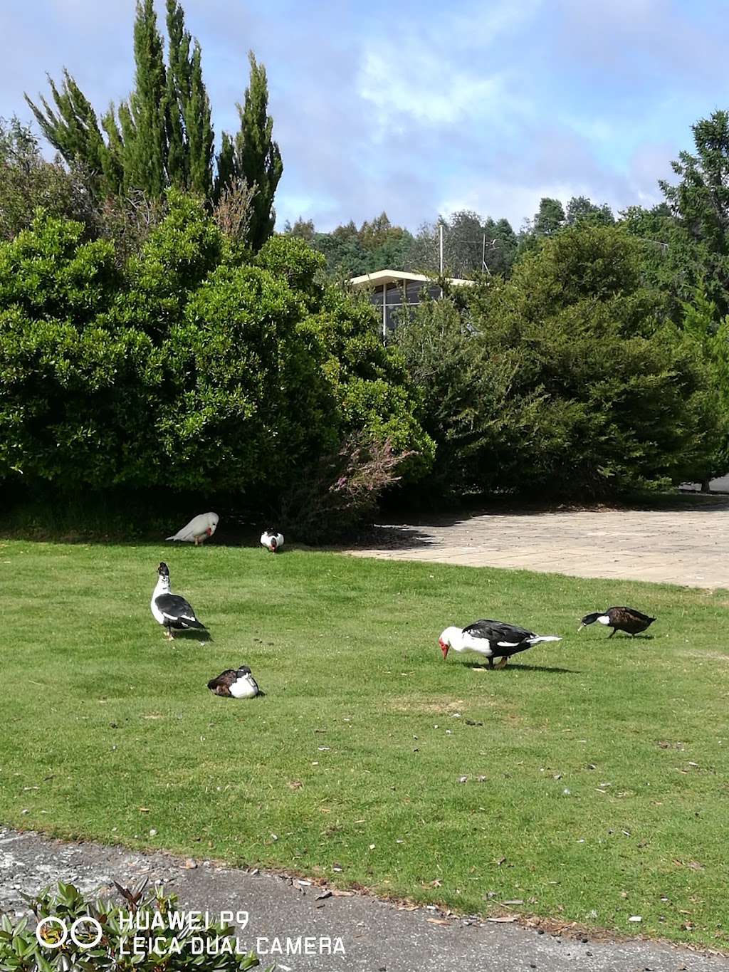 New Norfolk Bowls & Community Club | 7 Page Ave, New Norfolk TAS 7140, Australia | Phone: (03) 6261 2675 New Norfolk Bowls & Community Club | 7 Page Ave, New Norfolk TAS 7140, Australia | Phone: (03) 6261 2675