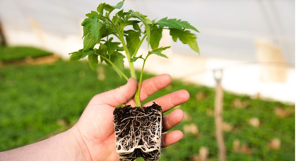 Tristania Farm | 25 Kirkland Rd, Nimbin NSW 2480, Australia | Phone: 0438 420 091