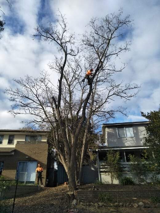 Climate tree services | 39a Chettle Ln, Gundary NSW 2580, Australia | Phone: 0422 592 236