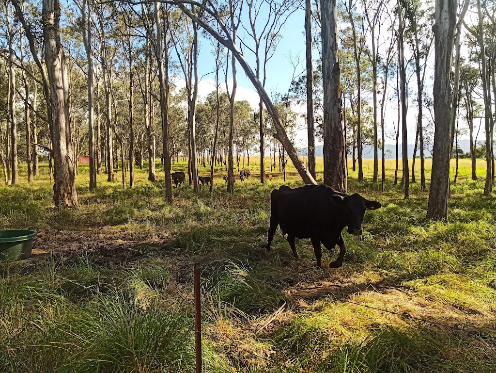 Babylon - Gardens, Lawns & Landscaping | Huntley Rd, Dapto NSW 2530, Australia | Phone: 0439 809 523