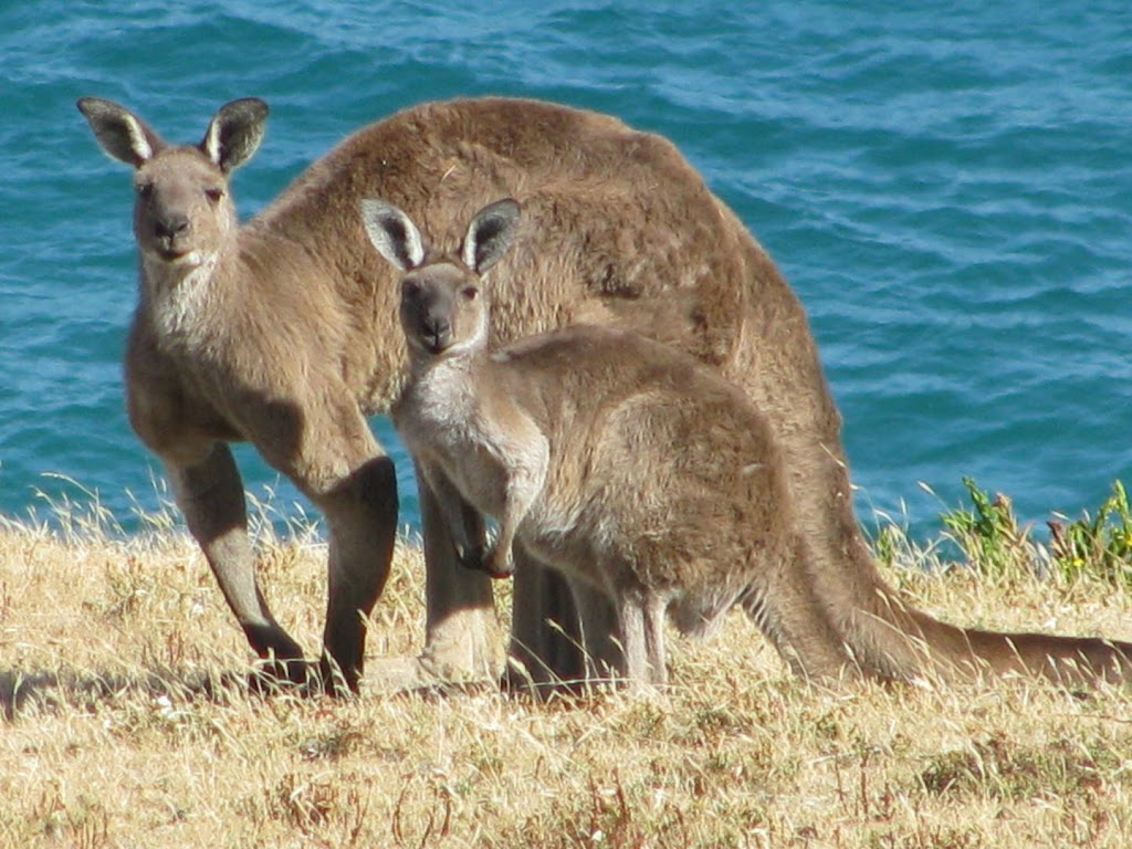 Southern Ocean Walk | 318 Tapanappa Rd, Delamere SA 5204, Australia | Phone: (08) 8598 4169