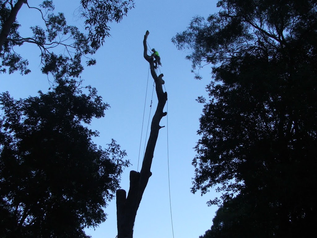 Littles Tree Service | 76 Young Rd, Nimbin NSW 2480, Australia | Phone: 0428 668 817