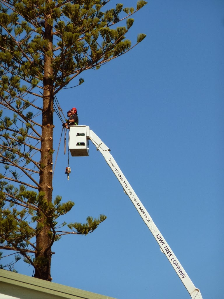 Kiwi Tree Lopping |  | 19-25 Teviot Rd, Carbrook QLD 4130, Australia | 0422218153 OR +61 422 218 153