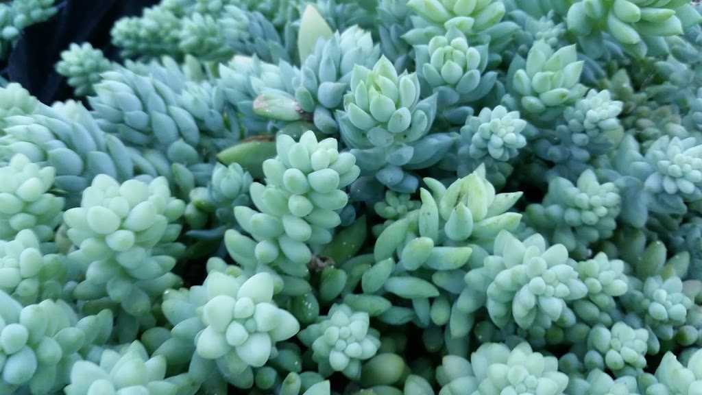 Australian Cactus & Succulent Supplies PTY LTD | 341 Alderley Ln, Booral NSW 2425, Australia | Phone: 0490 351 673