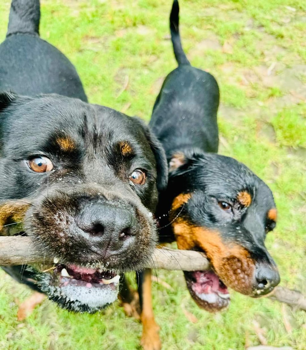 The Ku-bros Doggy Daycare | 127 Moorina Rd, Moorina QLD 4506, Australia | Phone: 0450 919 769