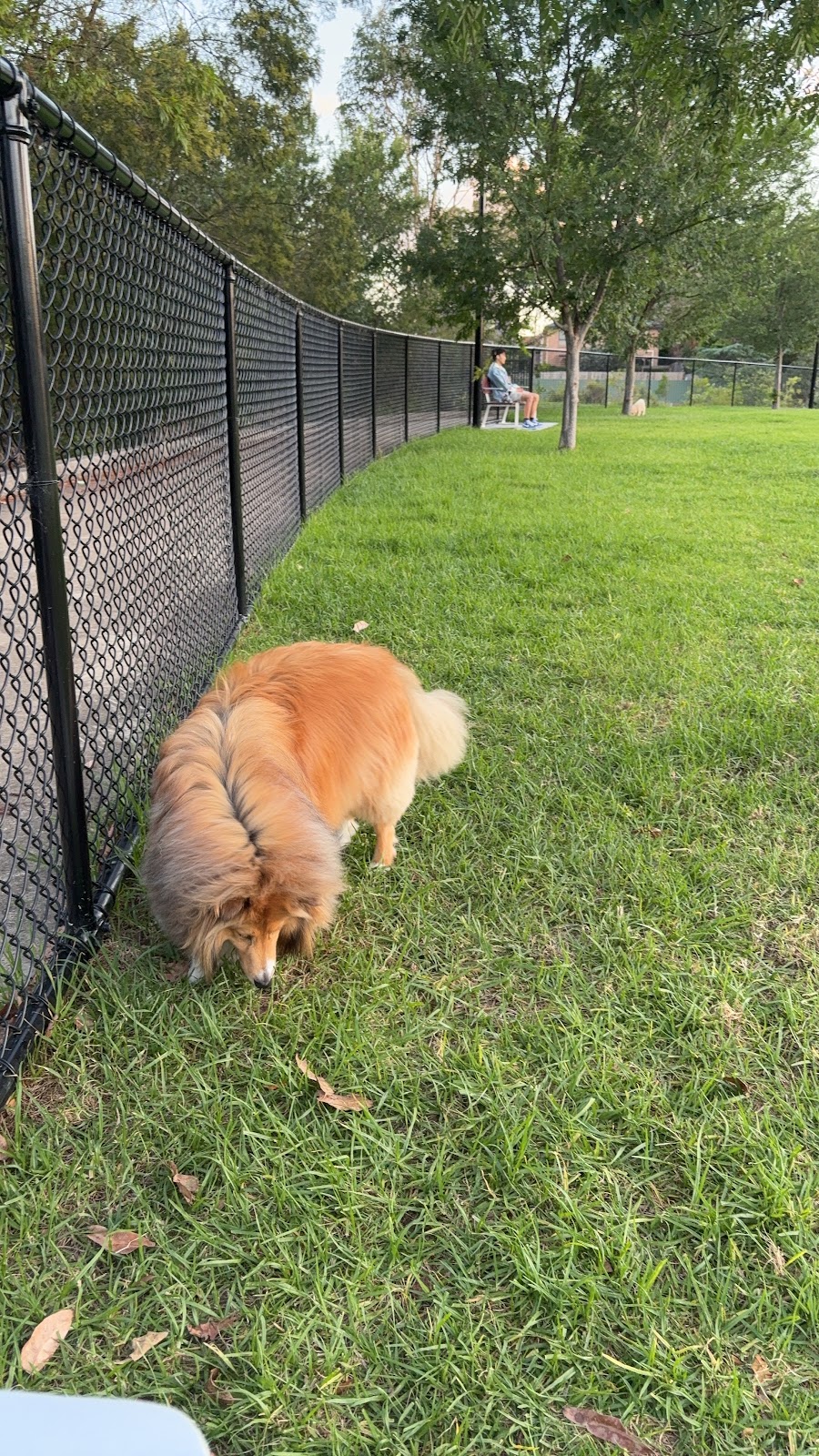 West Epping Park Dog Off-leash Area | 6 Grant Cl, Epping NSW 2121, Australia | Phone: 1300 617 058