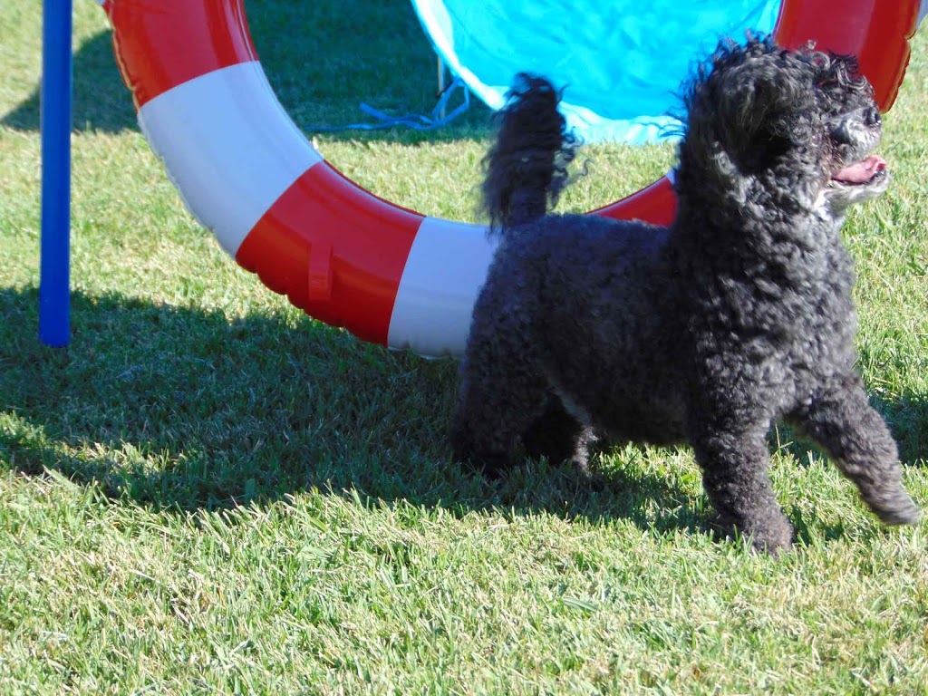 Tails Up Dog Training | 4 Wembley Rd, Moss Vale NSW 2577, Australia | Phone: 0447 665 200