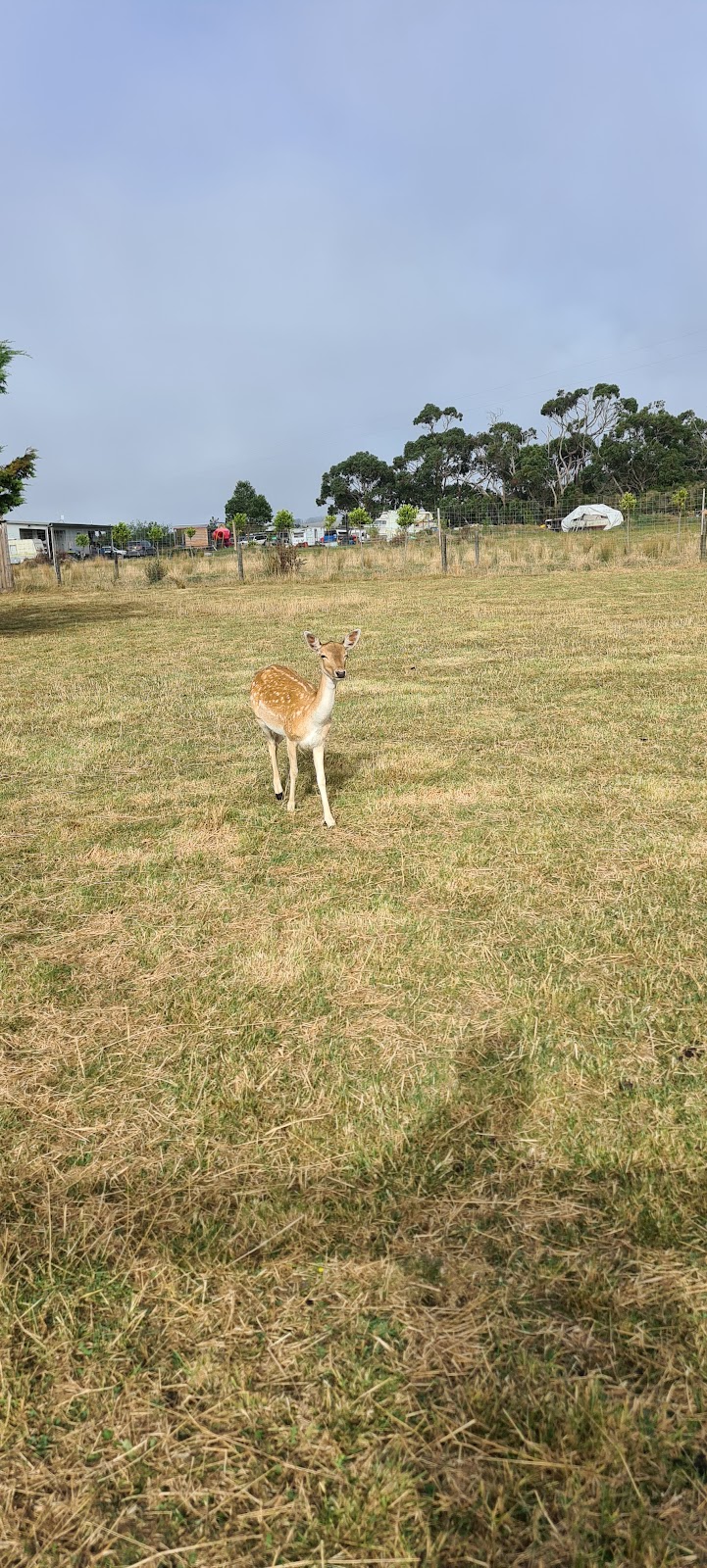 LGB Farm | 252 Soldiers Rd, Fish Creek VIC 3959, Australia | Phone: 0435 344 188