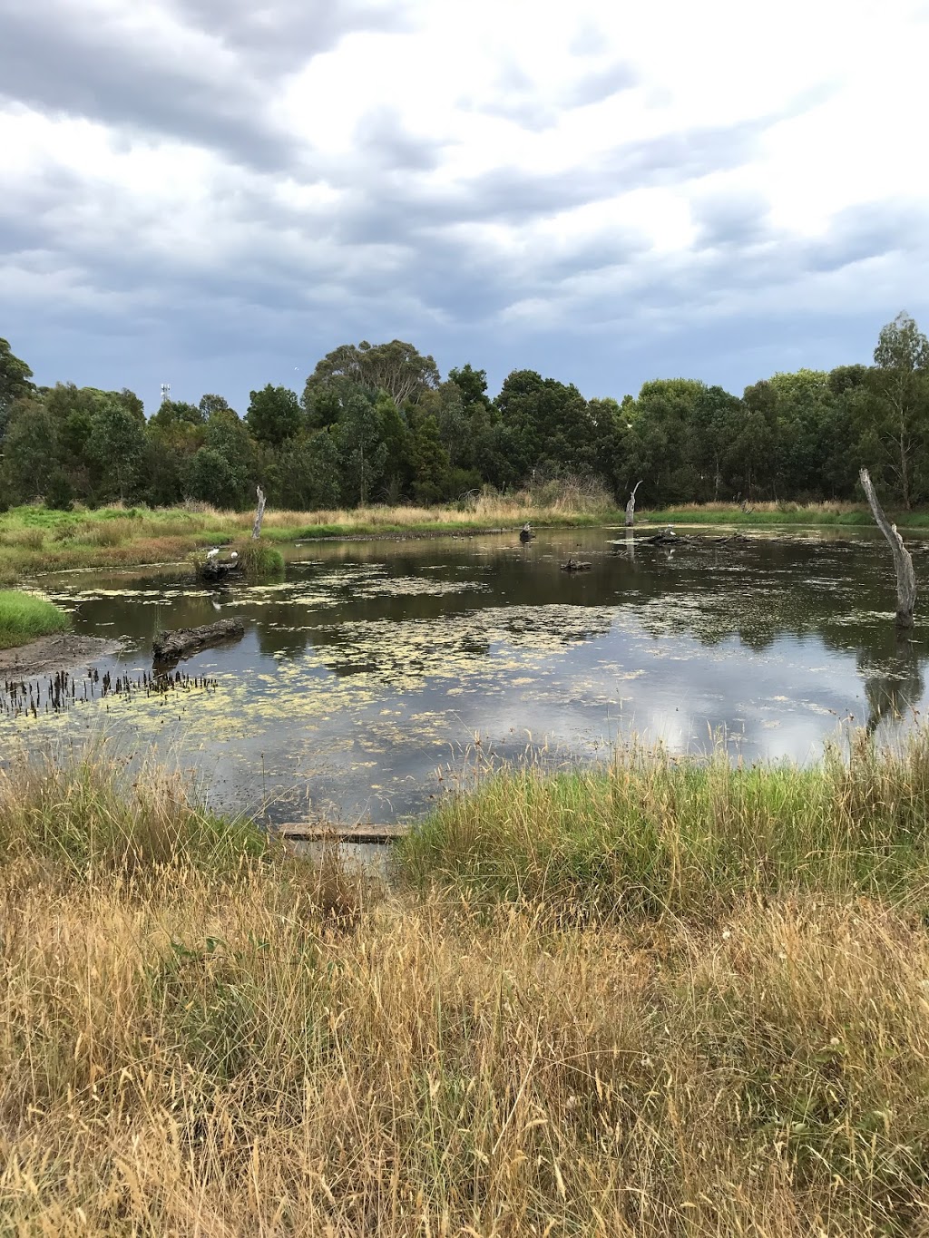 Yumarrala Wetlands | park | Somerville VIC 3912, Australia