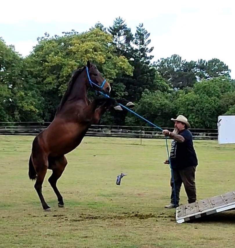 Equine Communication | 360 Stanton Rd, Neurum QLD 4514, Australia | Phone: 0439 963 007