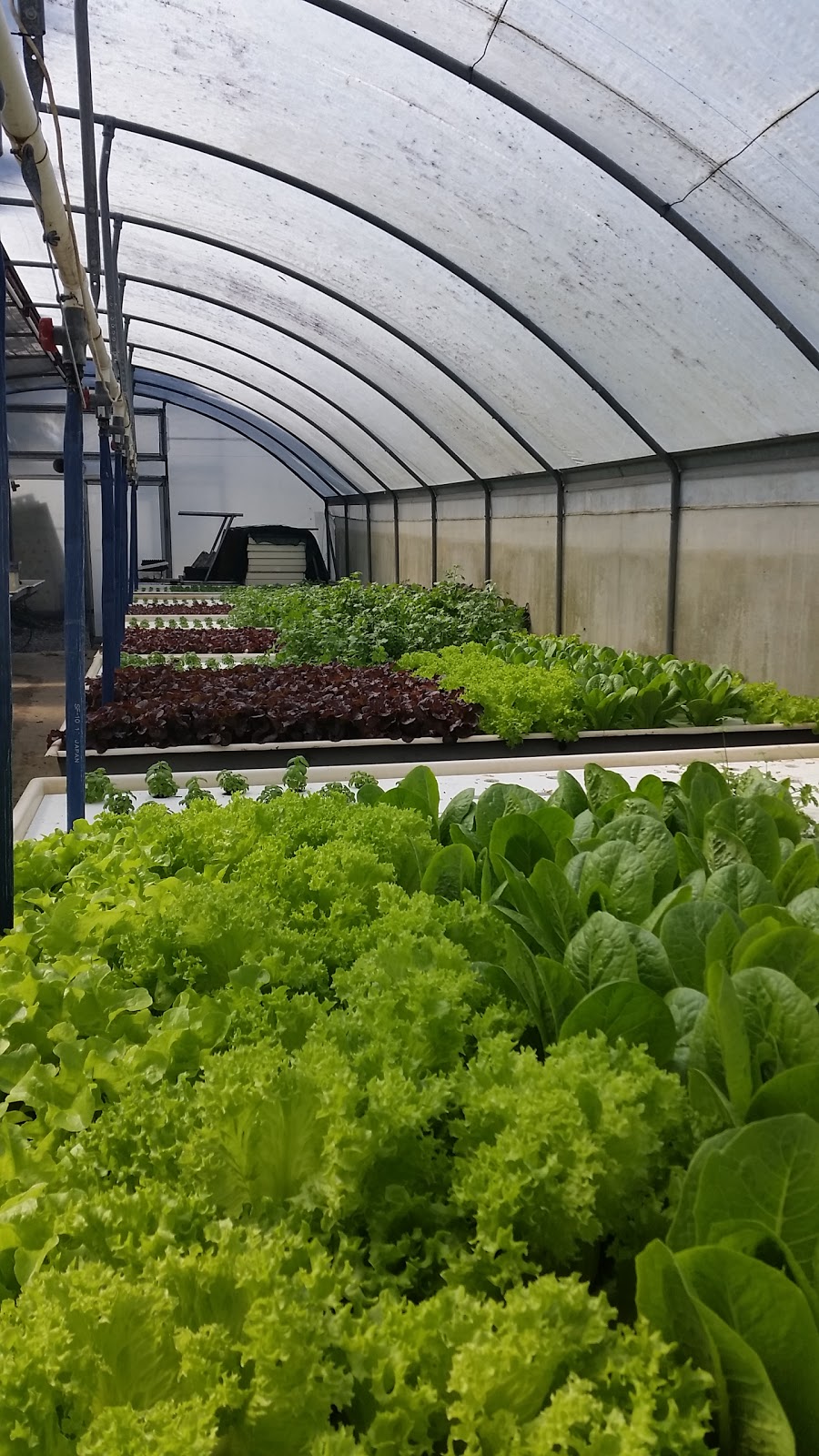 Raintree County Hydroponic Farms |  | 107 Hansen Rd, Yugar QLD 4520, Australia | 0417716662 OR +61 417 716 662