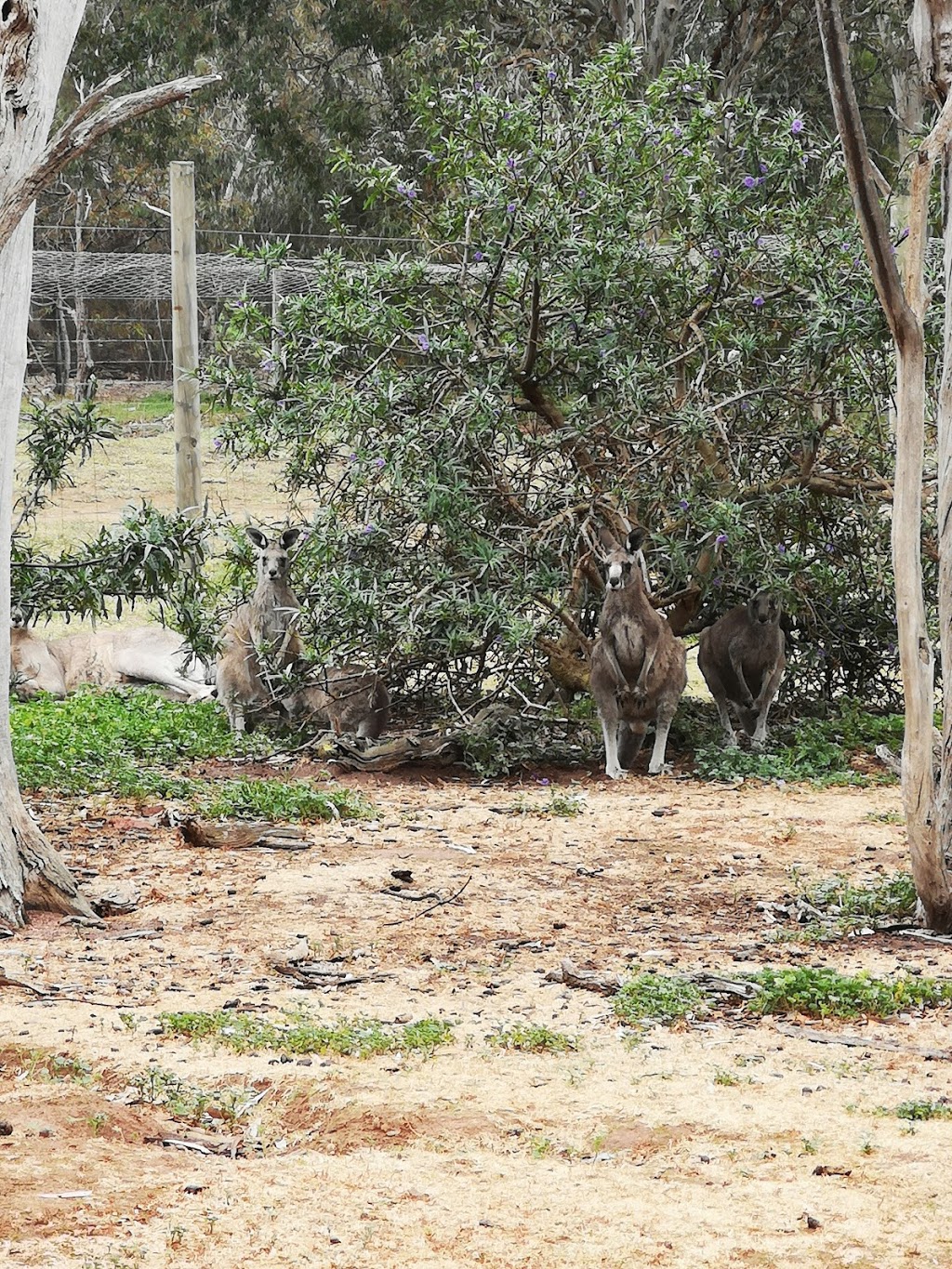 Serendip Sanctuary | 100 Windermere Rd, Lara VIC 3212, Australia | Phone: (03) 5283 8000