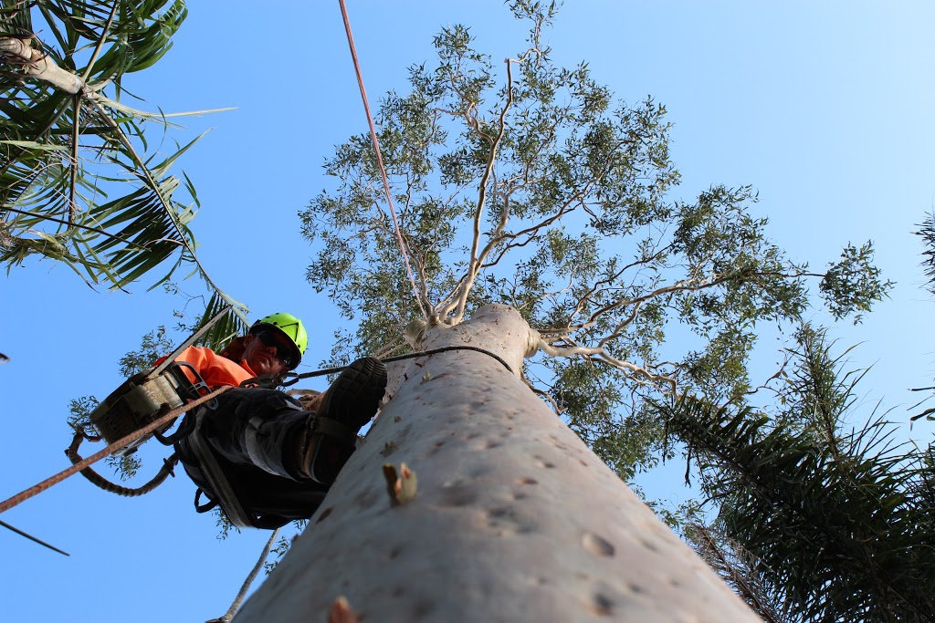 Gold Coast Stump Busters |  | Gaven QLD 4211, Australia | 0403182352 OR +61 403 182 352