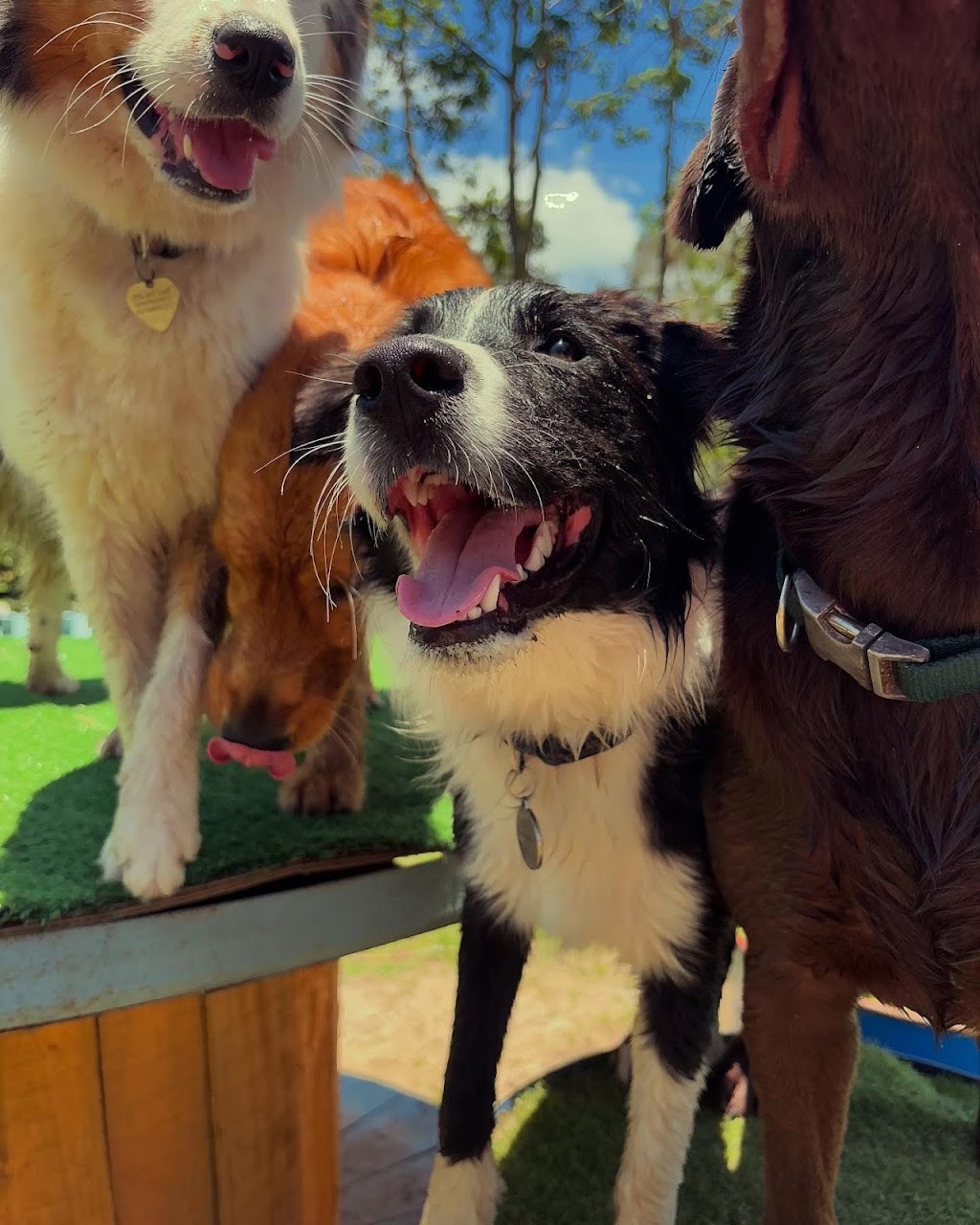 The Ku-bros Doggy Daycare | 127 Moorina Rd, Moorina QLD 4506, Australia | Phone: 0450 919 769