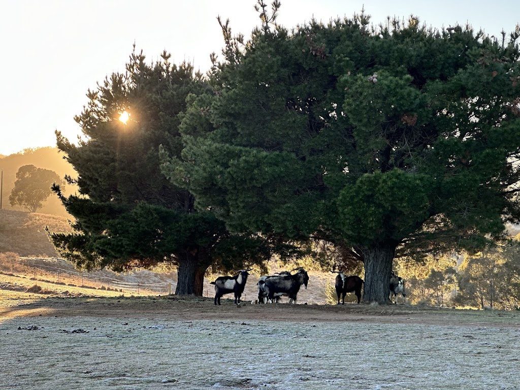 Scene and Herd | 5972 Ilford Sofala Rd, Ilford NSW 2850, Australia | Phone: 0417 651 223