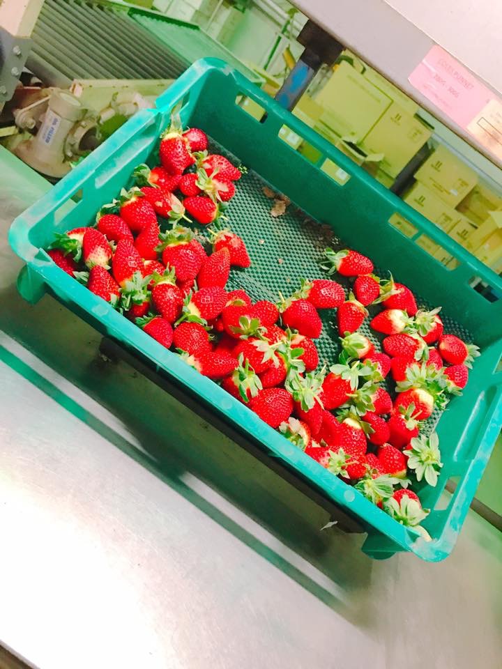 Sunray Strawberries | 347 King Rd, Wamuran QLD 4512, Australia | Phone: (07) 5496 7364