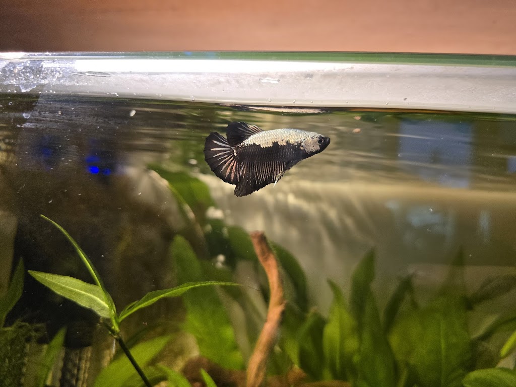 Kings Of The Aquarium | 72 Yellow Brick Rd, Old Beach TAS 7017, Australia | Phone: 0488 232 411