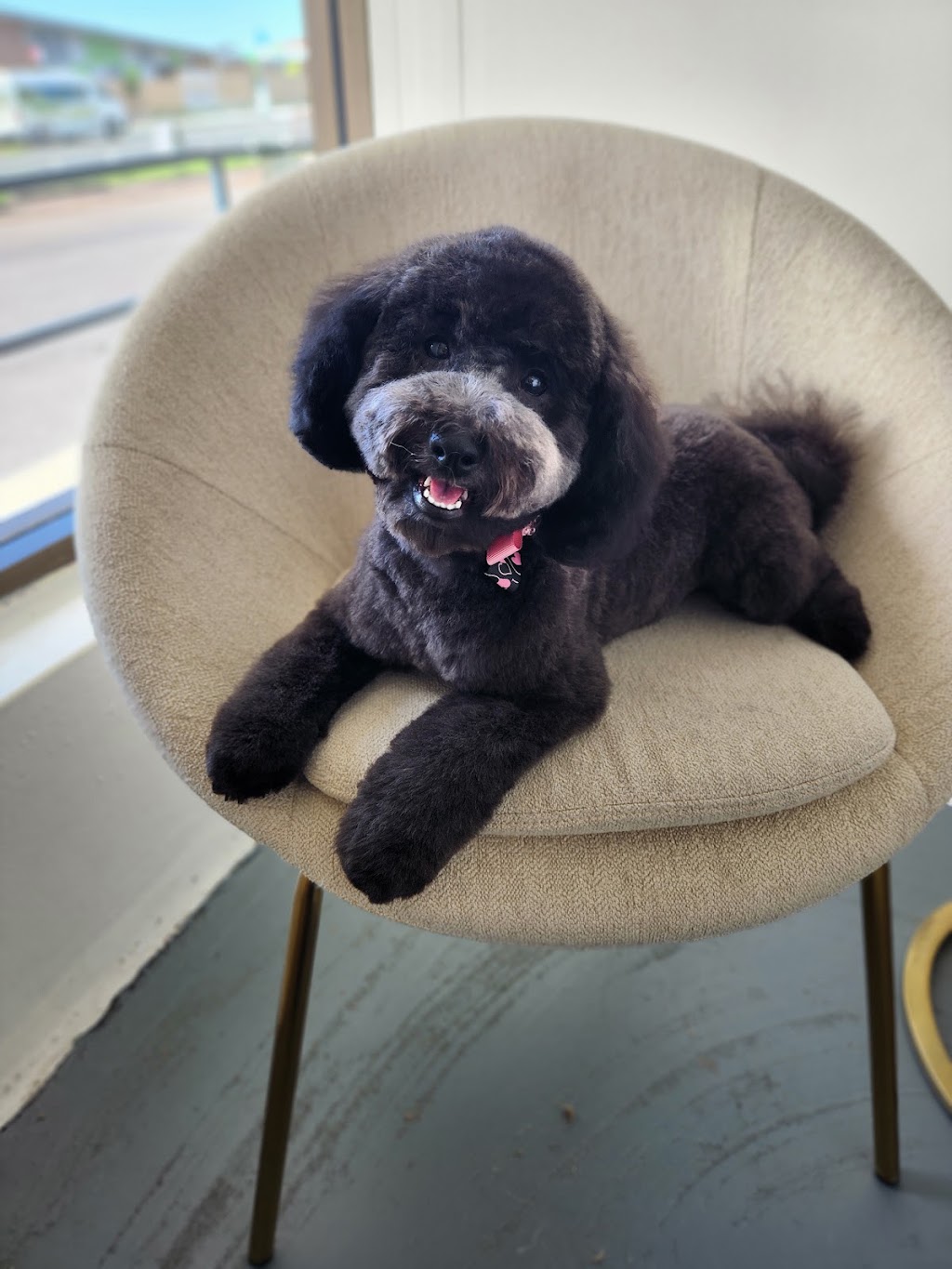 Bark & Bloom Grooming | 2 Keith Mitchell Dr, Warwick QLD 4370, Australia | Phone: 0427 786 774