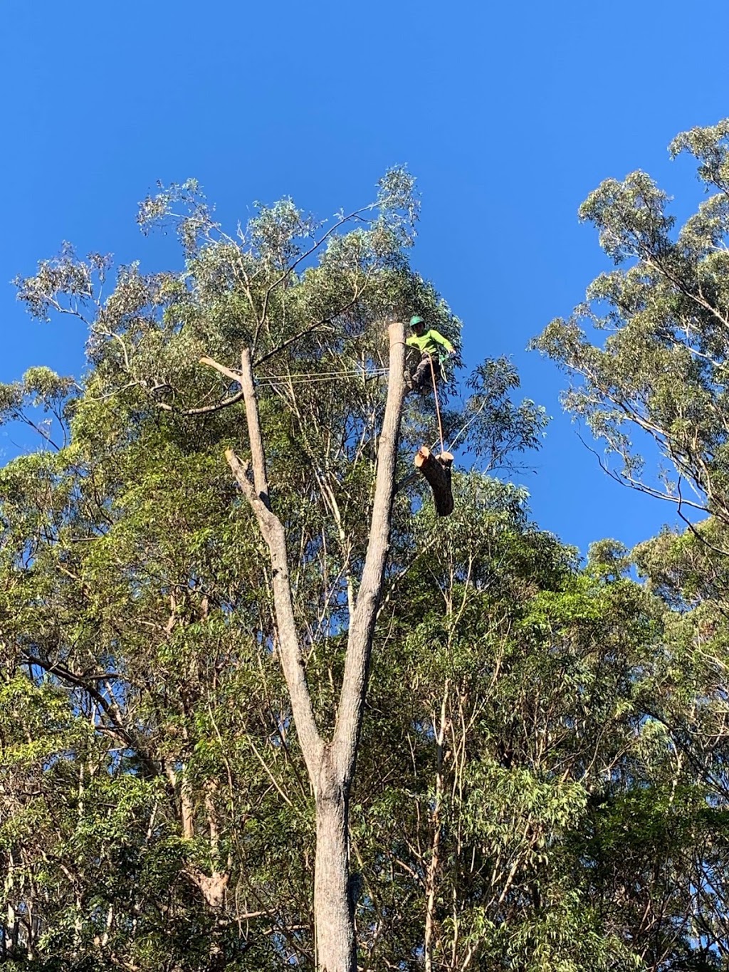 Rhino Trees |  | Nathan Valley Rd, Mount Nathan QLD 4211, Australia | 0417475479 OR +61 417 475 479