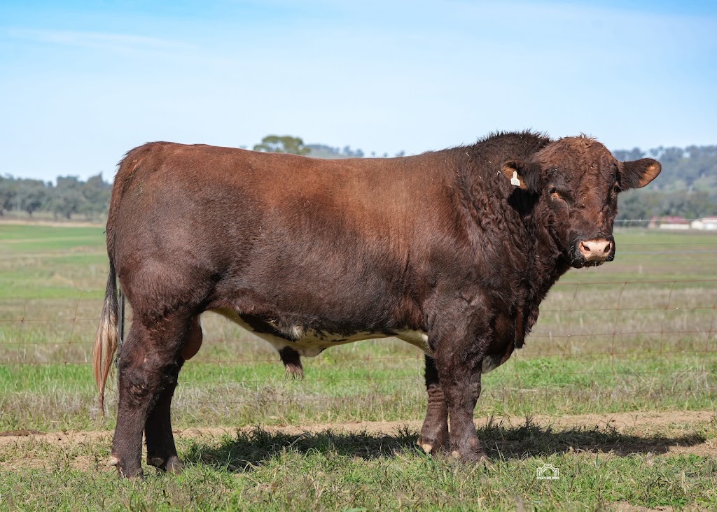 Oakton Shorthorns | 102 Sutherland Rd, Burrumbuttock NSW 2642, Australia | Phone: 0427 401 332