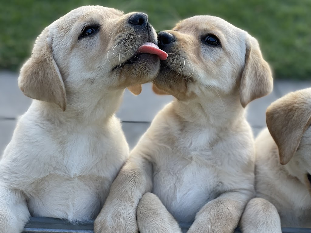 Dowlfalls Labradors | 102 Dowlings Falls Rd, Toorooka NSW 2440, Australia | Phone: 0428 671 252