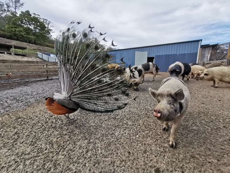 Brightside Farm Sanctuary | 8121 Channel Hwy, Cygnet TAS 7112, Australia | Phone: 0408 658 356