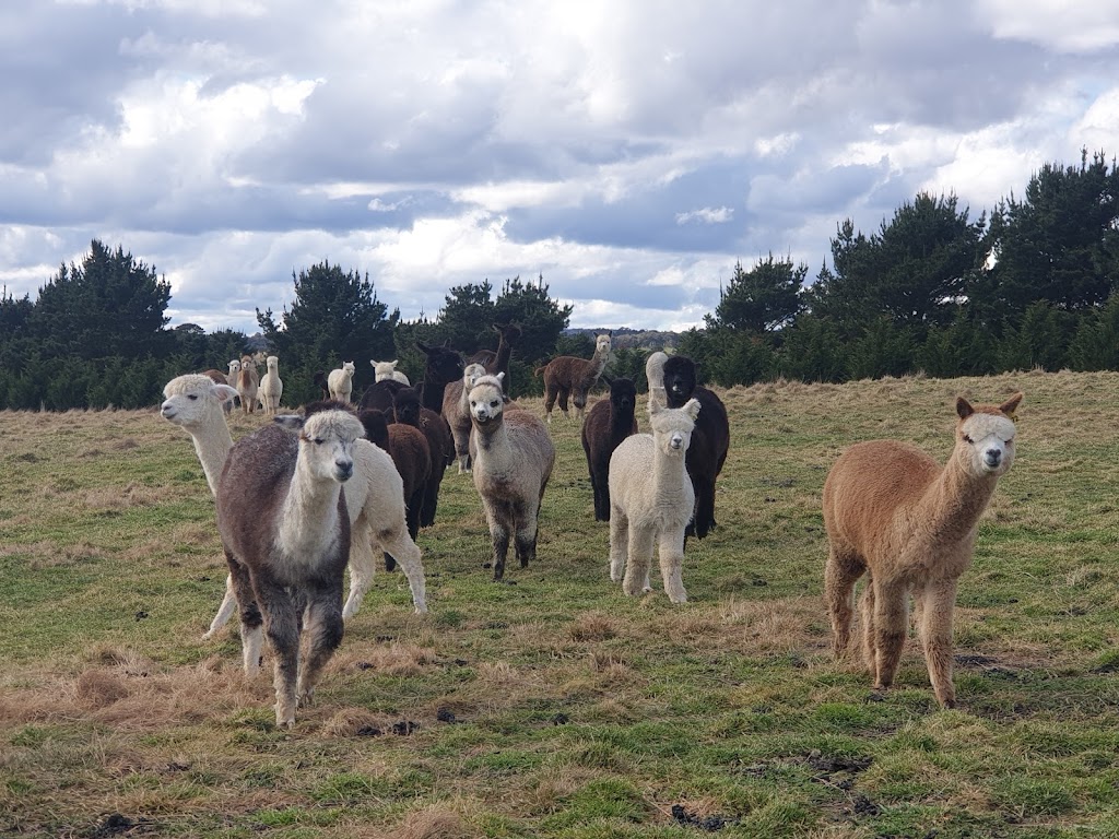 Giaginye Alpacas | 168 Cockatoo Rd, Yalbraith NSW 2580, Australia | Phone: 0419 250 928