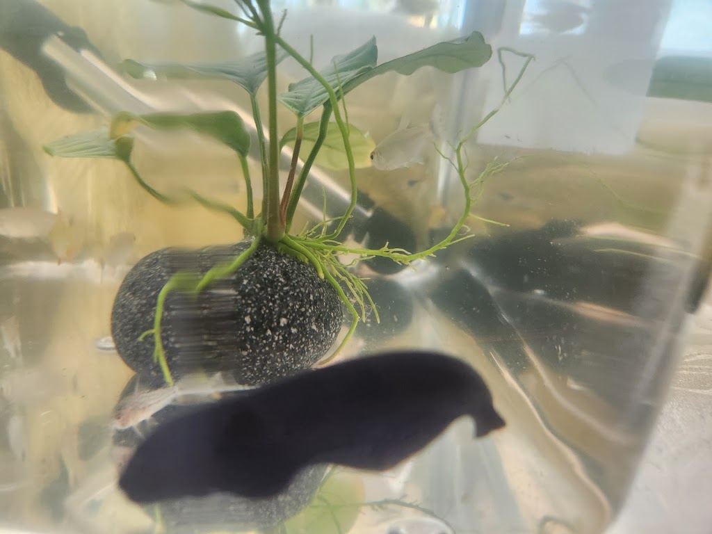 Fins N Feathers | 142 Edmond St, Marburg QLD 4346, Australia | Phone: 0477 722 570