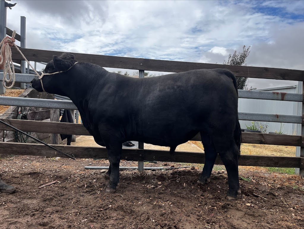 Tooloomba Angus | 72 Laubes Rd, Springton SA 5235, Australia | Phone: 0467 581 063
