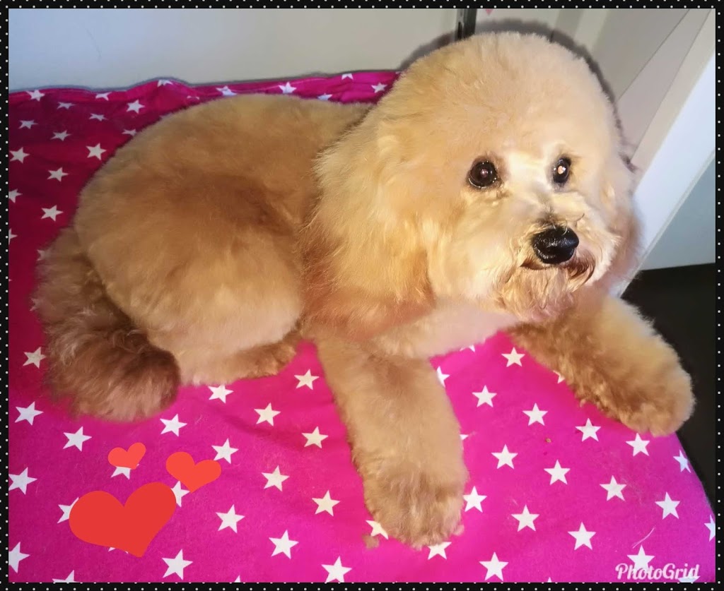 Claires Dog Grooming | 62 Jasper Rd, Baulkham Hills NSW 2153, Australia | Phone: 0406 598 505