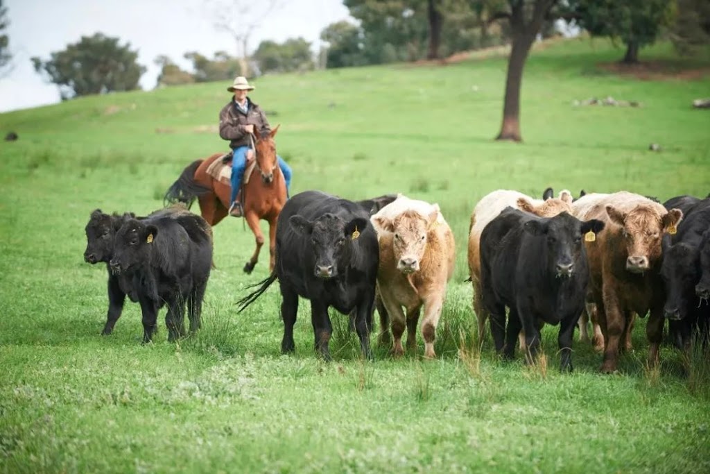 Mr. Beef Australia | food | 930 Mamre Rd, Kemps Creek NSW 2178, Australia | 0418168719 OR +61 418 168 719