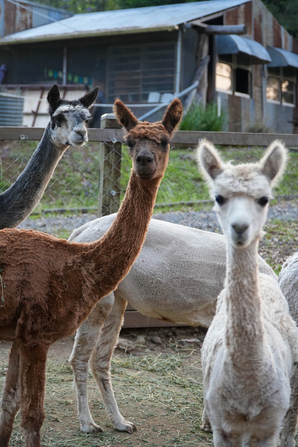 Long Neck Farm | 2006 Inverramsay Rd, Goomburra QLD 4362, Australia | Phone: 0437 726 494