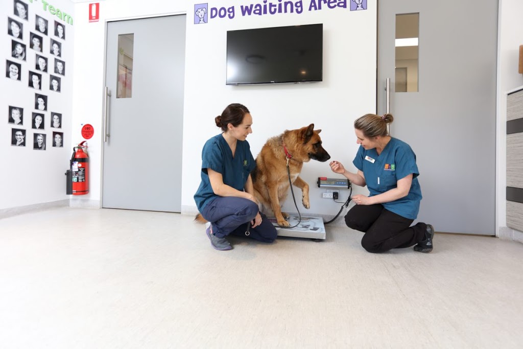 Great Western Animal Hospital | veterinary care | 469 Great Western Hwy, Greystanes NSW 2145, Australia | 0296319322 OR +61 2 9631 9322
