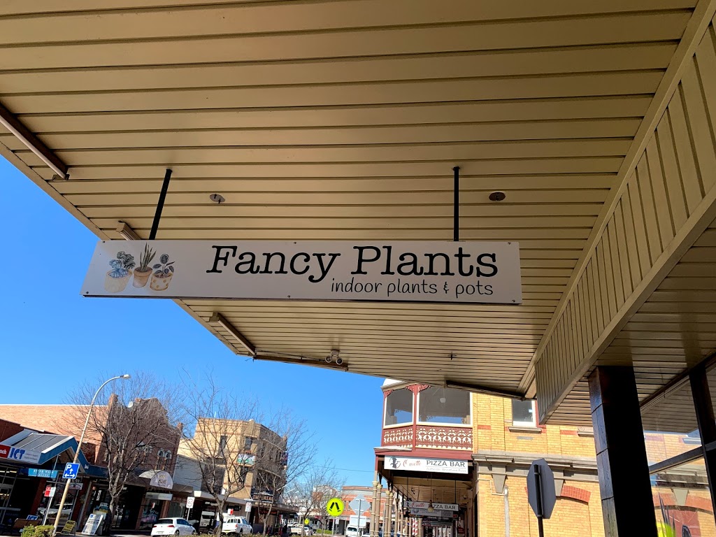 Fancy Plants | 491 High St, Maitland NSW 2320, Australia | Phone: 0412 945 438