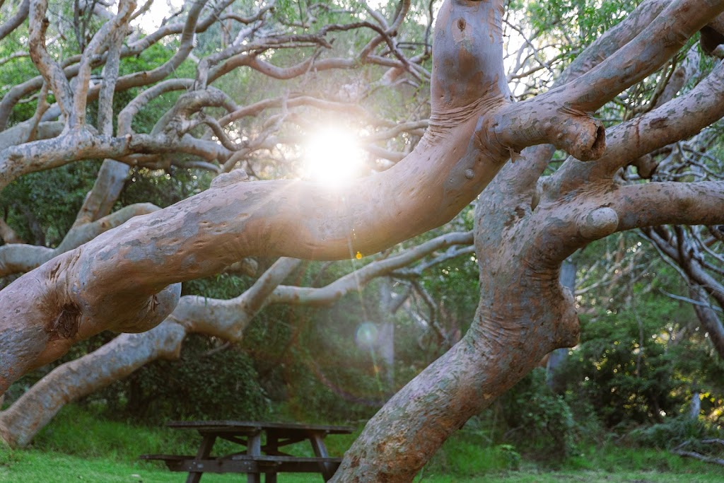 Wild Light Experiences | Shoal Bay Rd, Nelson Bay NSW 2315, Australia | Phone: 0411 697 202