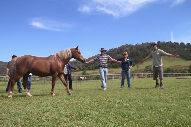 Horse Response |  | Olney Arm Rd, Laguna NSW 2325, Australia | 0428210515 OR +61 428 210 515