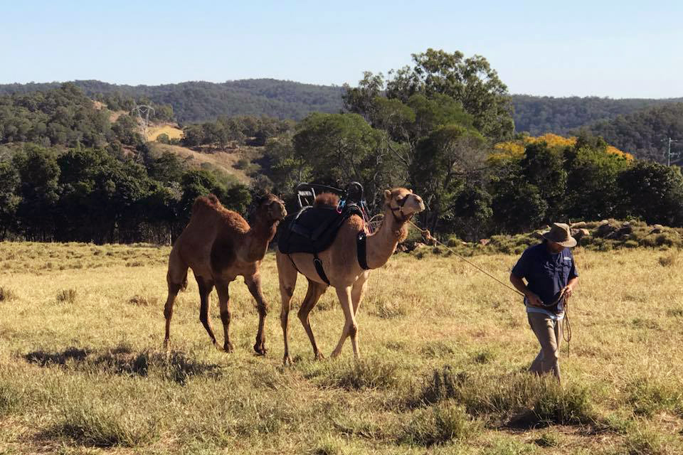 Camelot Camels | 36 Waugh Rd, Scrubby Creek QLD 4570, Australia | Phone: 0407 631 682