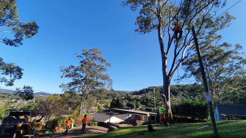 EnviroPro Tree Solutions | 19 Nerissa Rd, Erina NSW 2250, Australia | Phone: 0432 013 320