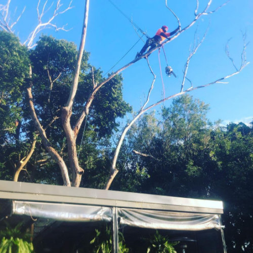 Port Stephens Tree Management | 4 The Port Hole, Salamander Bay NSW 2317, Australia | Phone: 0431 733 222