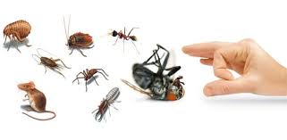 Pest Control Ballarat | home goods store | Ballarat, VIC 3350, Australia | 0361450326 OR +61 3 6145 0326