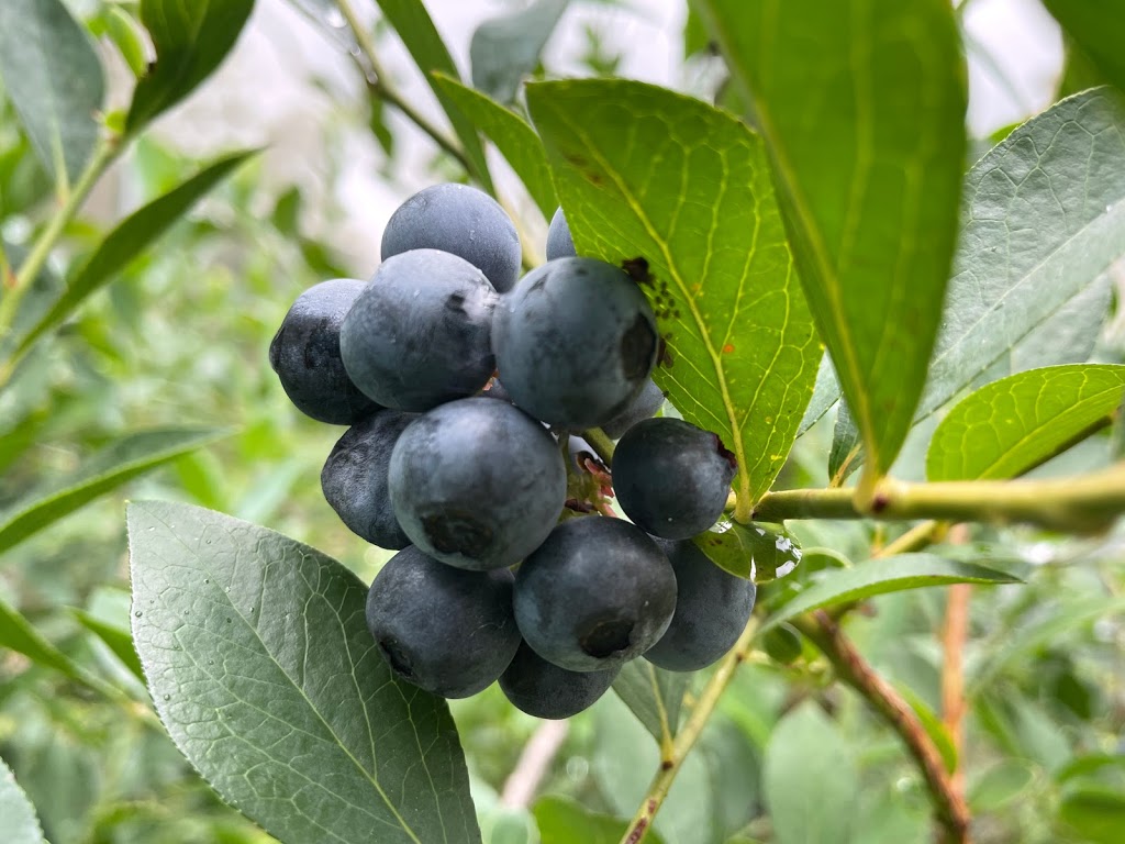 BerryChest BlueBerries | 155 Storrs Rd, Peachester QLD 4519, Australia | Phone: 0417 625 194