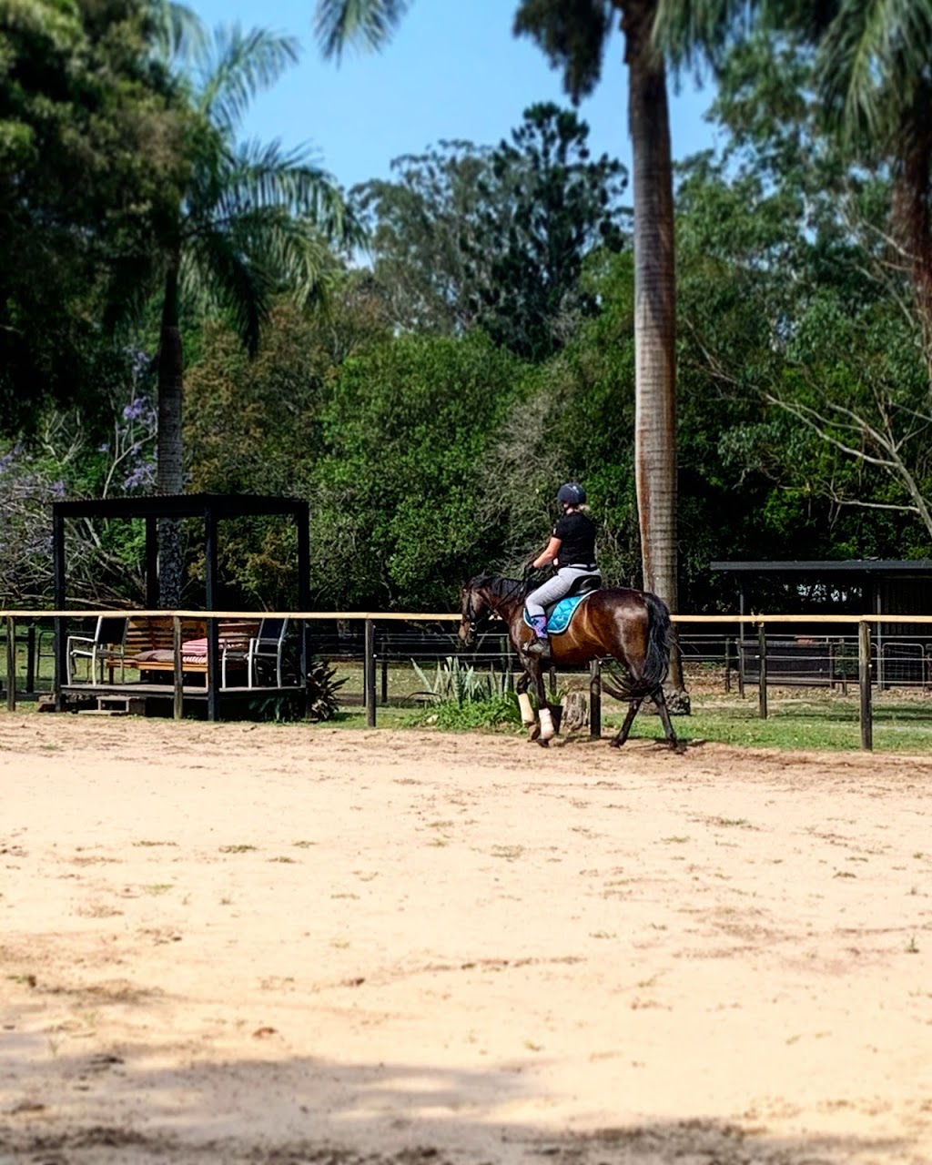 Equine Education Institute | 30 Bamboo Rd, Palmwoods QLD 4555, Australia | Phone: 0406 539 973