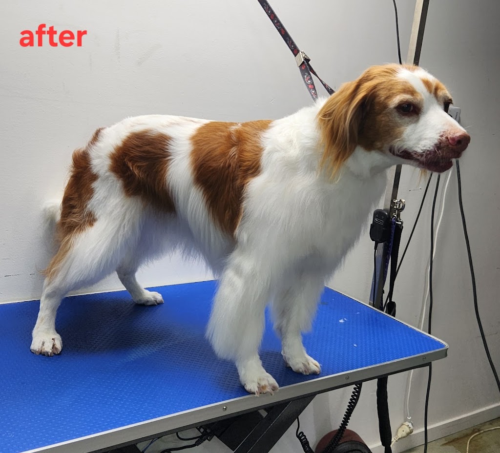 Gippy Dog Grooming | Brittlewood Ln, Longwarry VIC 3816, Australia | Phone: 0461 453 341