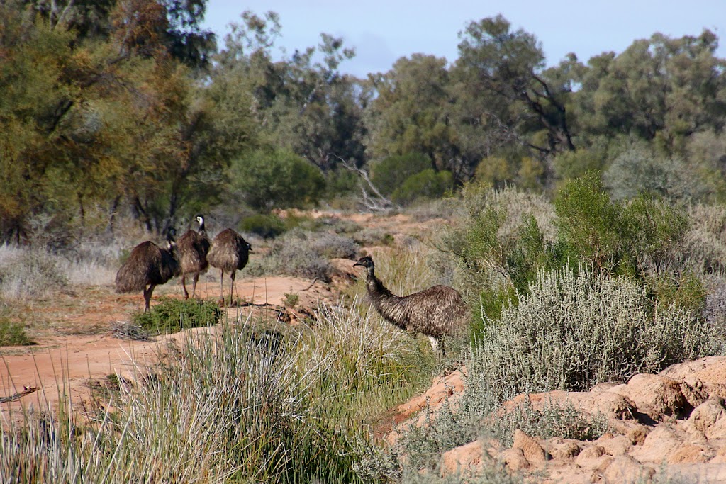Bowra Sanctuary | Bowra Wildlife Sanctuary, 887 Humeburn Road, Cunnamulla QLD 4490, Australia | Phone: 0455 527 698